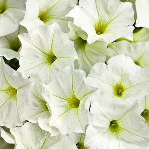 Petunia Supertunia - White