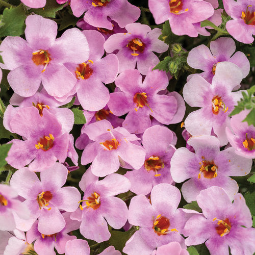 Bacopa - Snowstorm Pink