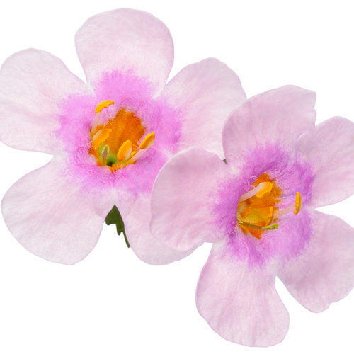 Bacopa - Snowstorm Pink