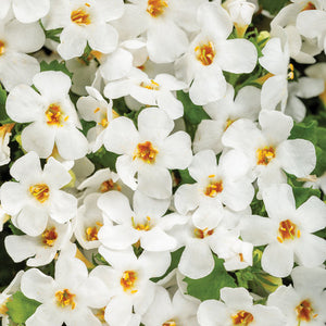 Bacopa - Snowstorm Snow Globe