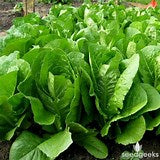 Paris Island Romaine  4 Cell Pack