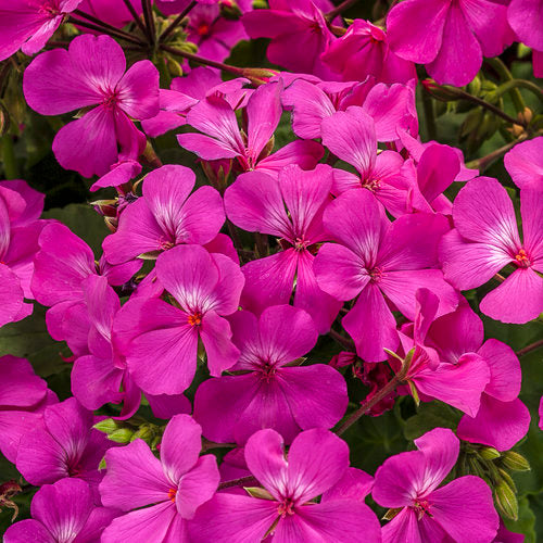 Geranium Timeless - Lavender