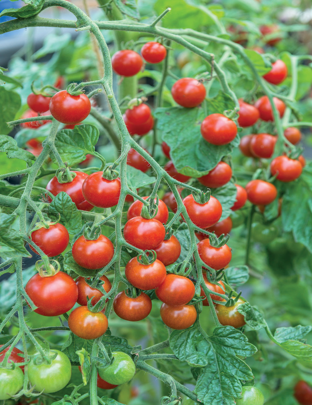 Tomato Plant - Sweet Million