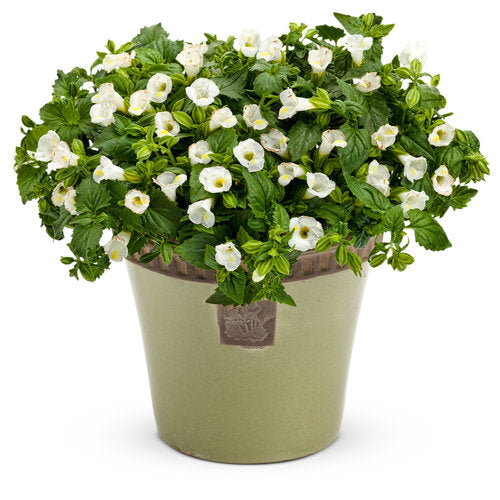 Torenia - Catalina White Linen