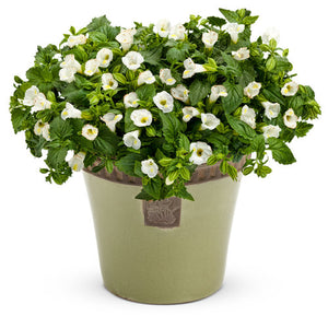 Torenia - Catalina White Linen