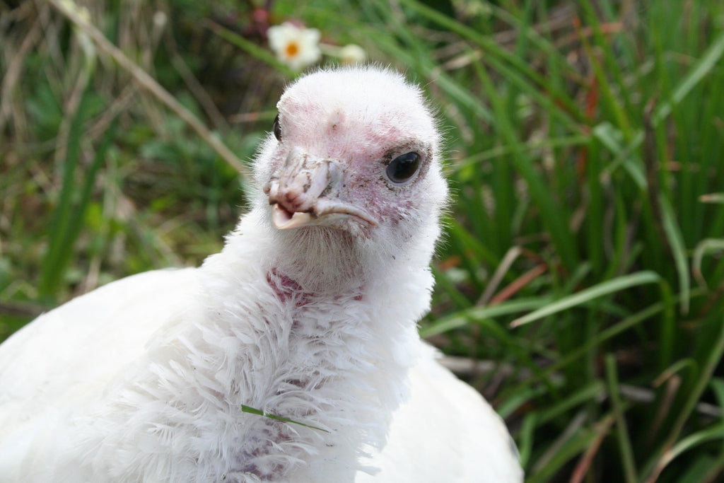 21% Turkey Grower Pellet - 25kg