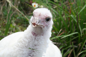 21% Turkey Grower Pellet - 25kg