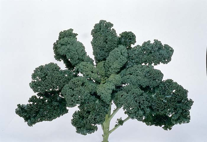 Blue Ridge Kale  4 Cell Pack