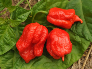 Trinidad Scorpion Pepper