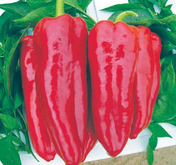 Marcato Pepper