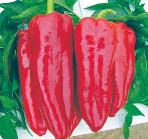 Marcato Pepper