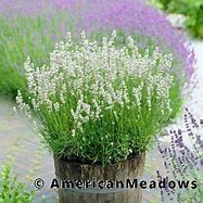 Elagance Snow Lavender  4" Pot