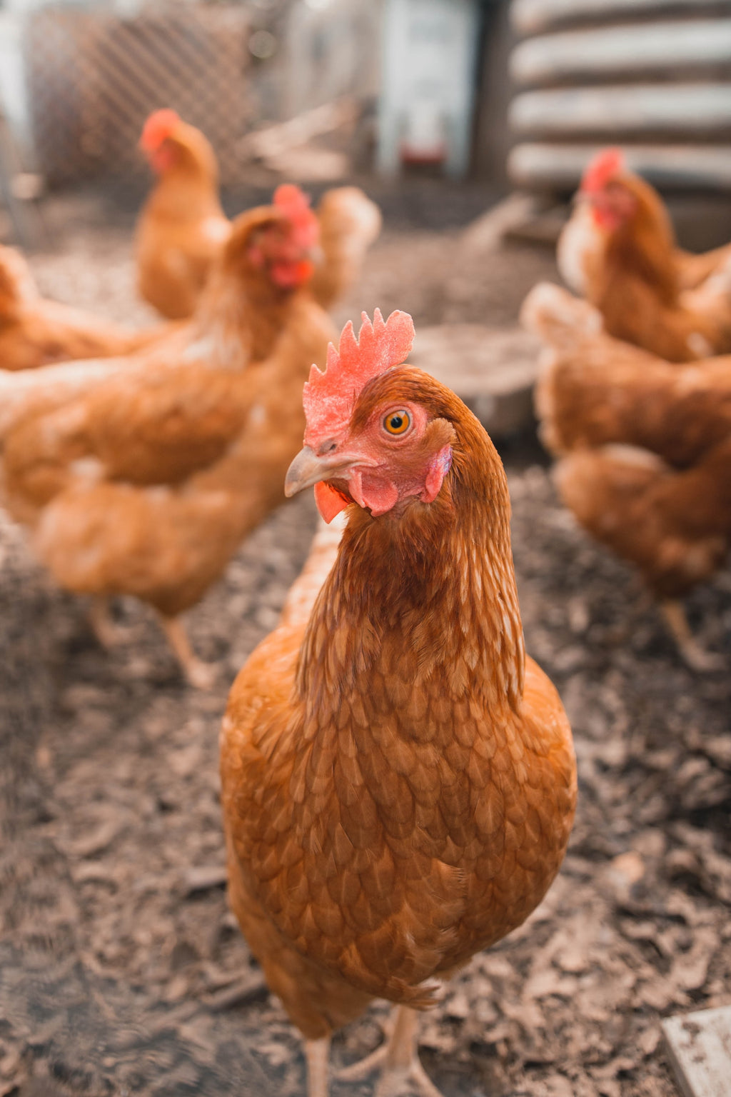 17% Egg Maker Layer Pellet - 25%
